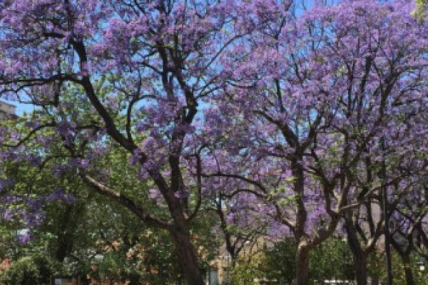 Proteção integral dos jacarandás vai a reunião de Câmara por proposta do Bloco